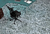 Керамогранит (грес) под мрамор Гранитея Киреты G243 Серый 600x600 матовый фото № 4