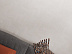 Кварцвиниловая плитка (ламинат) LVT для пола FineFloor Craft (Small Plank) FF-490 Сан-Вито фото № 1
