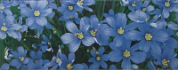 Керамическая плитка (кафель) для стен глазурованная Atem Yalta Flower BL 200х500